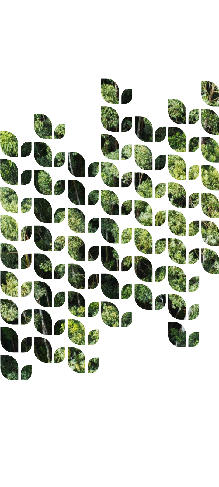 Droonifoto rohelisest metsast